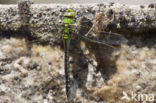 Grote keizerlibel (Anax imperator)