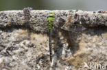 Grote keizerlibel (Anax imperator)