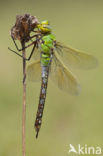 Grote keizerlibel (Anax imperator)