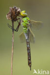 Grote keizerlibel (Anax imperator)