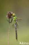 Grote keizerlibel (Anax imperator)