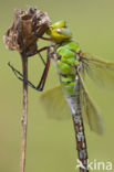 Grote keizerlibel (Anax imperator)