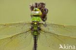 Grote keizerlibel (Anax imperator)