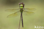 Grote keizerlibel (Anax imperator)