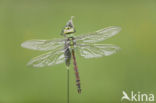 Grote keizerlibel (Anax imperator)