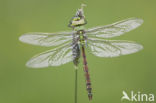 Grote keizerlibel (Anax imperator)