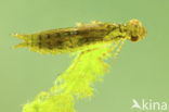 Grote keizerlibel (Anax imperator)