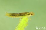 Grote keizerlibel (Anax imperator)