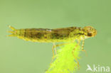 Emperor Dragonfly (Anax imperator)