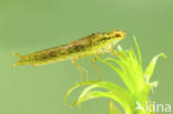 Grote keizerlibel (Anax imperator)