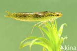 Emperor Dragonfly (Anax imperator)