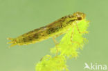 Grote keizerlibel (Anax imperator)