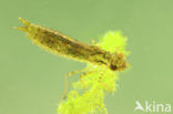 Grote keizerlibel (Anax imperator)