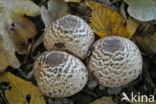 Grote parasolzwam (Macrolepiota procera)