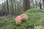 Wood Cauliflower (Sparassis crispa)