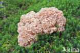 Wood Cauliflower (Sparassis crispa)