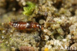 Gyrophaena minima