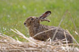 Haas (Lepus europaeus)