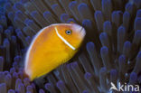 Halsband anemoonvis (Amphiprion perideraion)