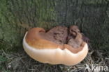 Ganoderma resinaceum