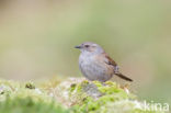 Heggemus (Prunella modularis)