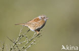 Heggemus (Prunella modularis)