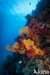 Hemprichs zacht koraal (Dendronephthya hemprichi)