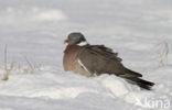 Houtduif (Columba palumbus)