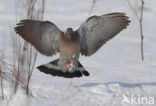 Houtduif (Columba palumbus)