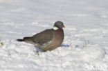 Wood Pigeon