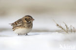 Lapland Bunting (Calcarius lapponicus)