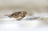 Lapland Bunting (Calcarius lapponicus)