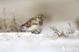 Lapland Bunting (Calcarius lapponicus)