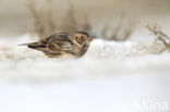 Lapland Bunting (Calcarius lapponicus)