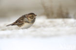 Lapland Bunting (Calcarius lapponicus)