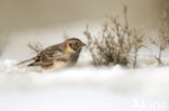 Lapland Bunting (Calcarius lapponicus)