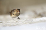 Lapland Bunting (Calcarius lapponicus)