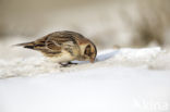 Lapland Bunting (Calcarius lapponicus)