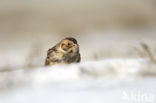 Lapland Bunting (Calcarius lapponicus)