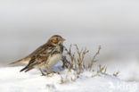 Lapland Bunting (Calcarius lapponicus)