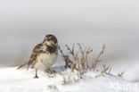 Lapland Bunting (Calcarius lapponicus)