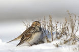 Lapland Bunting (Calcarius lapponicus)