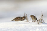 Lapland Bunting (Calcarius lapponicus)