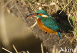 IJsvogel (Alcedo atthis)