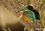 Kingfisher (Alcedo atthis)