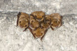Ingekorven vleermuis (Myotis emarginatus) 