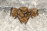 Geoffroy s Bat (Myotis emarginatus)