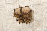 Ingekorven vleermuis (Myotis emarginatus) 