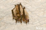 Ingekorven vleermuis (Myotis emarginatus) 