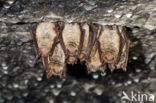 Geoffroy s Bat (Myotis emarginatus)